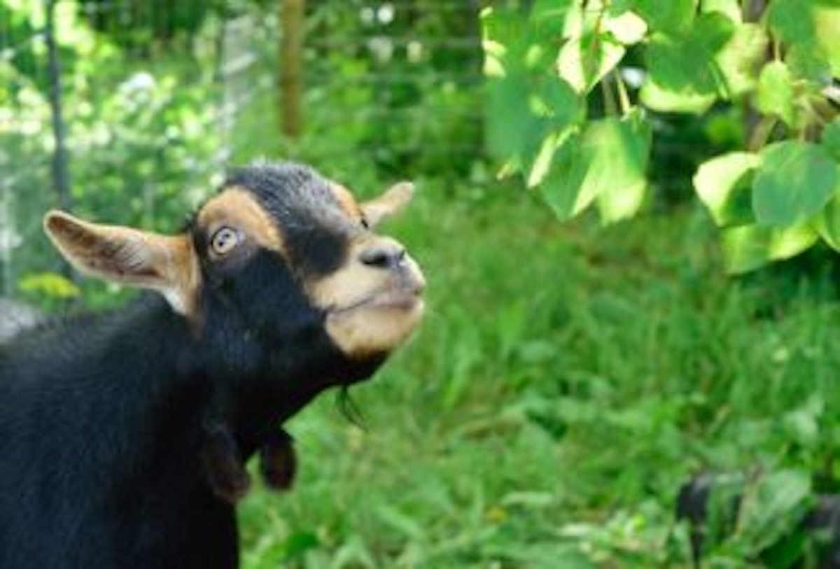 All About Goat Wattles